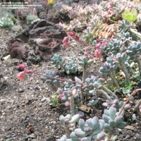 Ⱥȸ Pachyphytum hookeri