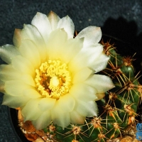  Gymnocalycium mackieanum