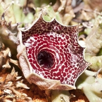 Huernia erectiloba