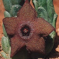 Tridentea peculiaris