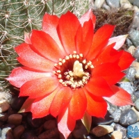 ������ Echinopsis saltensis